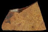 Horodyskia Fossil Slab - Oldest Known Multicellular Life #130664-1